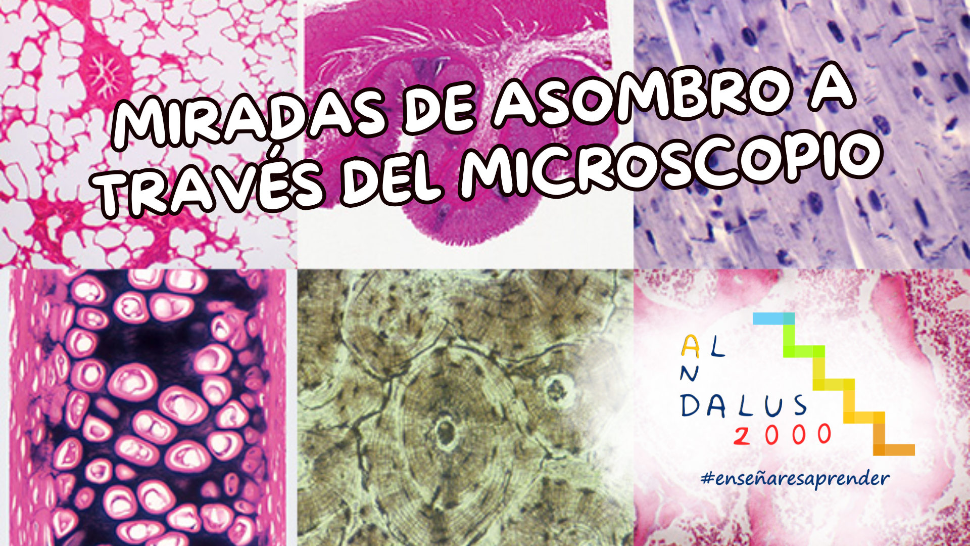 Mirando a través del microscopio